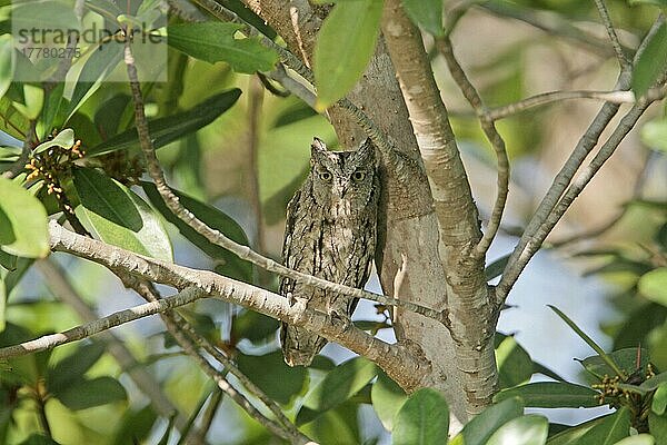 Afrika-Zwergohreule-Zwergohreulen (Otus senegalensis) Eulen  Tiere  Vögeln Scops-owl adult  roosting in tree  Gambia  december  Afrika