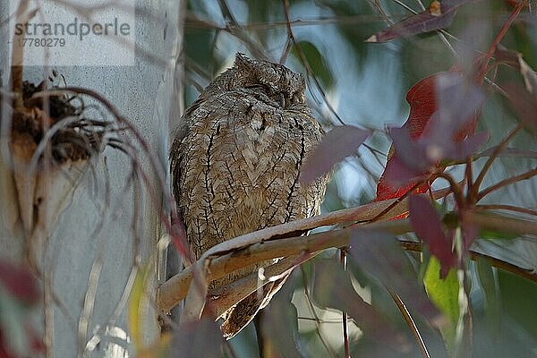 Zwergohreule  Zwergohreulen (Otus scops)  Eulen  Tiere  Vögel  Eurasian Scops-owl adult  roosting in tree  Lesvos  Greece  april