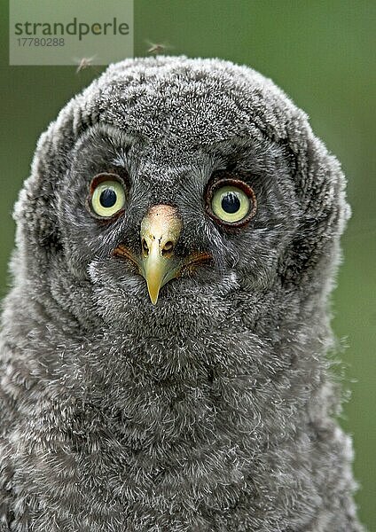 Bartkauz  Bartkäuze (Strix nebulosa)  Eulen  Tiere  Vögel  Käuze  Great Grey Owl chick  close-up of head  Northern Finland