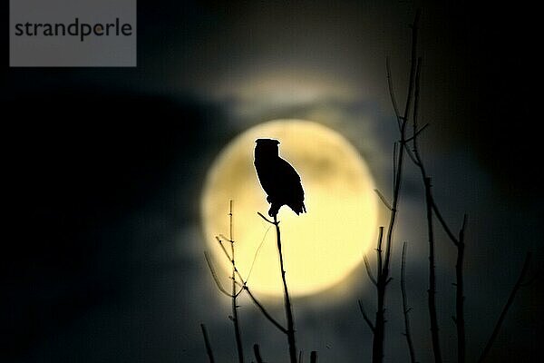 Virginia-Uhu  Virginia-Uhus (Bubo virginianus)  Amerikanischer Uhu  Amerikanische Uhus  Eulen  Tiere  Vögel  Great Horned Owl adult  backlit against moon at night (U.) S. A