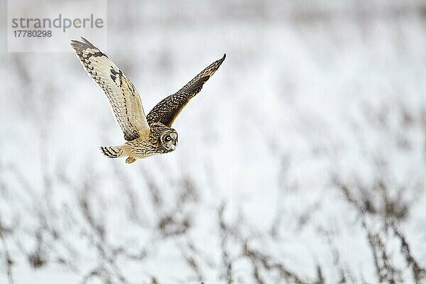 Kurzohrkauz (Asio flammeus) erwachsen  im Flug über Schnee  North Lincolnshire  England  Dezember