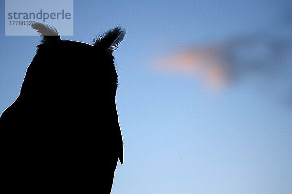 Europäischer Uhu (Bubo bubo)  Europäische Uhus  Eulen  Tiere  Vögel  Eurasian Eagle-owl adult  close-up of head  silhouette against winter sunset