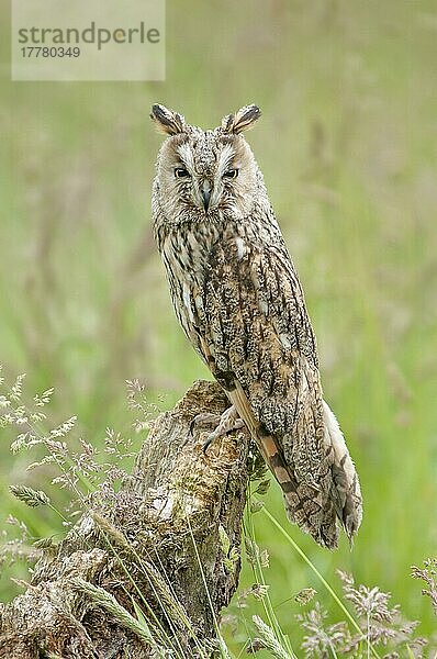 Waldohreule (Asio otus) erwachsen  auf Baumstumpf im Feld sitzend  Juni (in Gefangenschaft)