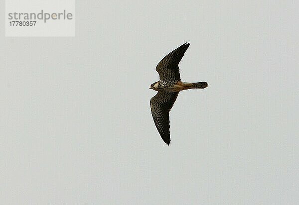 Amurfalke (Falco amurensis) erwachsenes Weibchen  im Flug  Beidaihe  Hebei  China  Mai  Asien