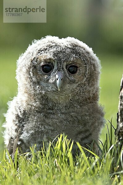 Waldkauz  Waldkäuze (Strix aluco)  Eulen  Tiere  Vögel  Käuze  Tawny Owl chick  sitting on graß  Wales