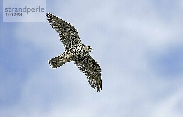 Gyrfalke (Falco rusticolus) erwachsen  im Flug  Varangerfjord  Finnmark  Norwegen  Europa