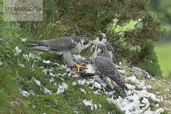 Wanderfalke (Falco peregrinus)  erwachsenes Weibchen  am Rupfplatz  füttert zwei Jungfische auf Ringeltaube  Wales  Juni