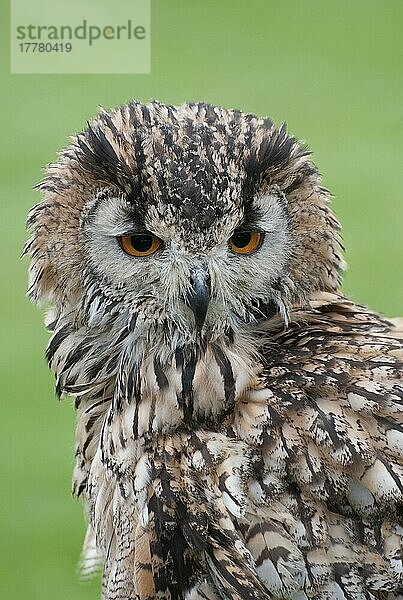 Indischer Uhu (Bubo bengalensis) erwachsen  Nahaufnahme des Kopfes (in Gefangenschaft)