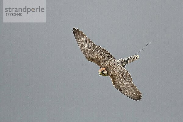 Lannerfalke (Falco biarmicus) erwachsen  im Flug  mit Telemetriesender  in Gefangenschaft