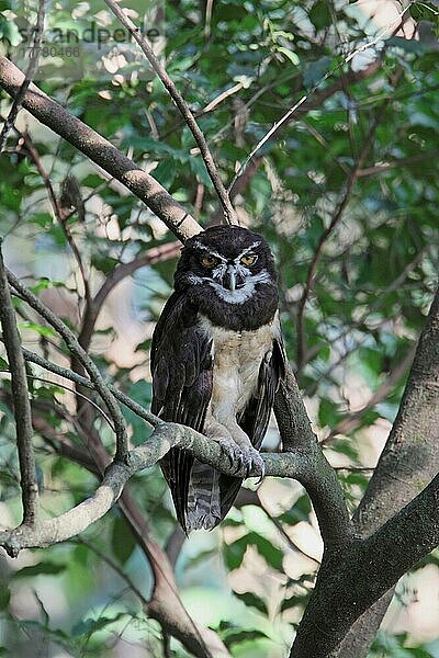 Brillenkauz (Pulsatrix perspicillata)  erwachsen  auf einem Ast eines Baumes sitzend  im Wald schlafend  Costa Rica  Februar  Mittelamerika