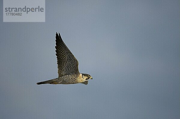 Wanderfalke (Falco peregrinus) erwachsen  im Flug  Florida (U.) S. A