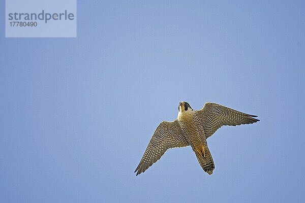 Wanderfalke (Falco peregrinus)  erwachsen  im Flug  Spanien  Europa