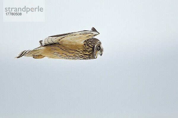 Kurzohrkauz (Asio flammeus) erwachsen  im Flug über Schnee  North Lincolnshire  England  Dezember