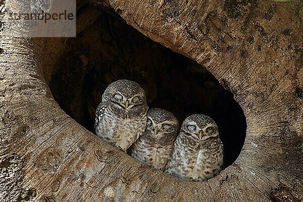 Fleckenkauz (Athene brama) drei Erwachsene  im Baumloch schlafend  Kanha N. P. Madhya Pradesh  Indien  November  Asien