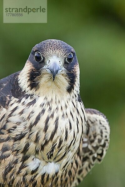 Wanderfalke (Falco peregrinus) juvenil  Nahaufnahme von Kopf und Brust  mit vollem Kropf nach der Fütterung  Juli (in Gefangenschaft)