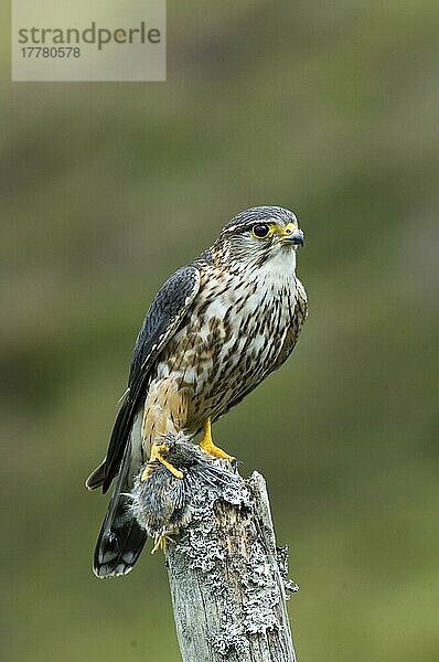 Merlin (Falco columbarius)  erwachsenes Männchen  auf dem kleine Beutevögel sitzen  Dumfries und Galloway  Schottland  Großbritannien  Europa