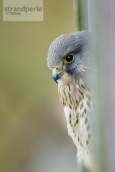 Gewöhnlicher Turmfalke (Falco tinnunculus)  erwachsenes Männchen  schaut aus der Stalltür hinaus  Wales