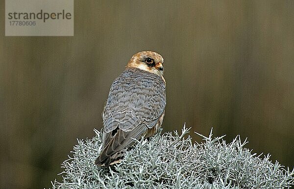 Rotfussfalke (Falco vespertinus)  erwachsenes Weibchen am Busch  Lesbos  Griechenland  April  Europa