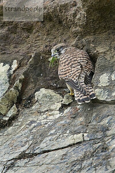 Gewöhnlicher Turmfalke (Falco tinnunculus)  erwachsenes Weibchen  ernährt sich von der Beute der Großen Grünen Buschschrecke  sitzt auf einer Klippe  Cornwall  England  Großbritannien  Europa