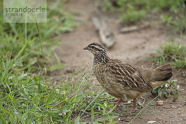 Haubenfrankolin (Francolinus sephaena) erwachsen  wandernd  Lake Mburo N. P. Uganda