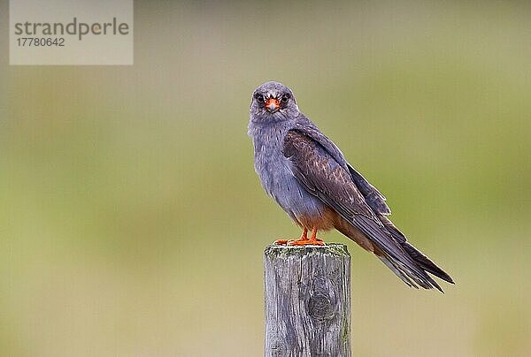 Rotfussfalke (Falco vespertinus) unreifes Männchen  Landstreicher  auf dem Pfosten sitzend  Waxham  Norfolk  England  Juni