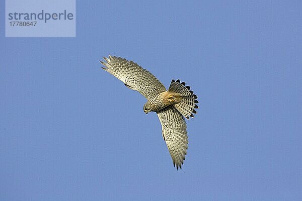 Turmfalke (Falco tinnunculus) erwachsenes Männchen im Flug  schwebend