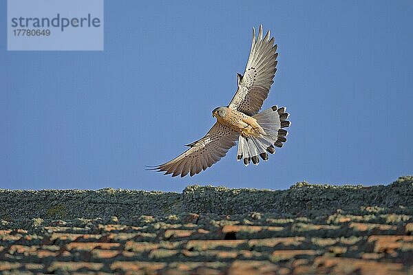 Rötelfalke  Rötelfalken (Falco naumanni)  Falke  Greifvögel  Tiere  Vögel  Lesser Kestrel adult male  in flight  carrying insect prey in talons  Spain