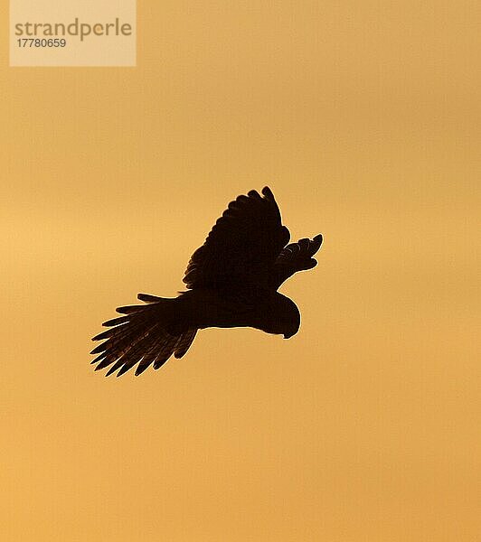 Gewöhnlicher Turmfalke (Falco tinnunculus)  erwachsenes Weibchen  im Schwebeflug  Silhouette bei Sonnenuntergang  Northumberland  England  Großbritannien  Europa