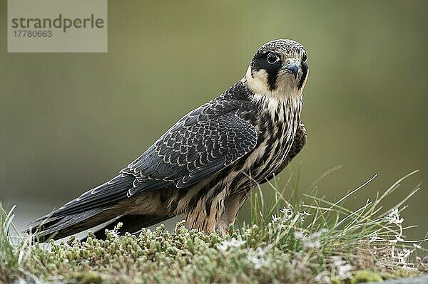 Hobby (Falco subbuteo) Erwachsener  auf einer grasbewachsenen Trockenmauer sitzend  Wales