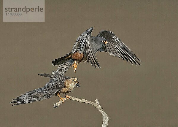 Rotfussfalke (Falco vespertinus) erwachsenes Paar  Männchen nach der Paarung im Flug  Hortobagy N. P. Ungarn  April