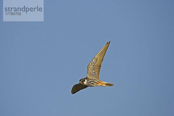 Baumfalke  Baumfalken (Falco subbuteo)  Falke  Greifvögel  Tiere  Vögel  Hobby adult  in flight  Spain