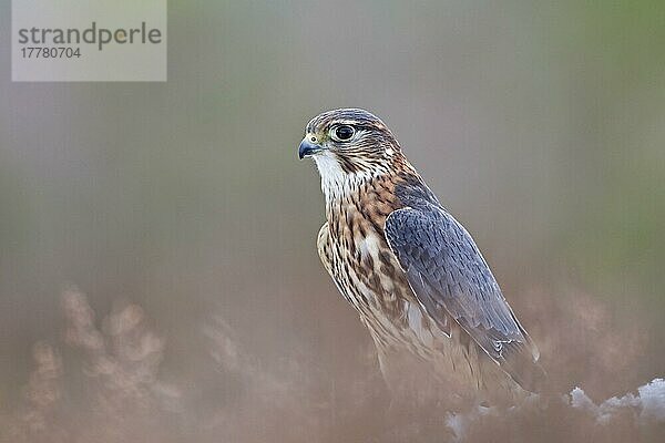 Merlin (Falco columbarius) erwachsenes Männchen  stehend zwischen Heidekraut  Schottland  Winter  in Gefangenschaft