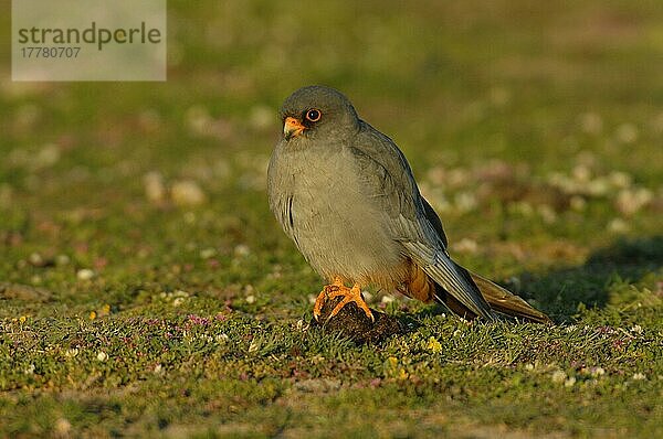 Rotfussfalke (Falco vespertinus) erwachsenes Männchen  am Boden ruhend  Lesbos  Griechenland  April  Europa