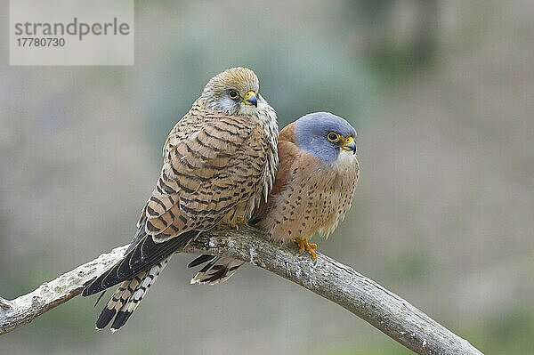 Rötelfalke  Rötelfalken (Falco naumanni)  Falke  Greifvögel  Tiere  Vögel  Lesser Kestrel adult pair  perched on Extremadura  Spain