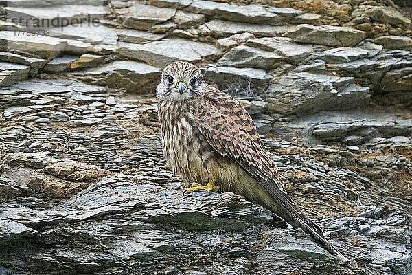Gewöhnlicher Turmfalke (Falco tinnunculus)  erwachsenes Weibchen  auf einer Klippe sitzend  Cornwall  England  Großbritannien  Europa