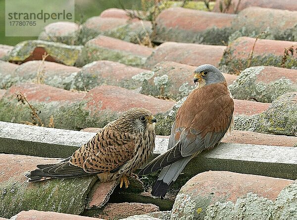 Rötelfalke  Rötelfalken (Falco naumanni)  Falke  Greifvögel  Tiere  Vögel  Lesser Kestrel adult pair  at entrance of rooftop nestsite  Extremadura  Spain