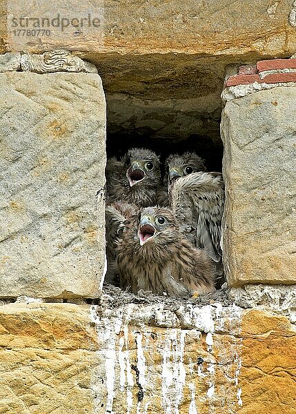 Turmfalke (Falco tinnunculus) drei Küken  die zur Ankunft der Eltern rufen  am Nesteingang in einer Sandsteinscheune  Sussex  England  Juli