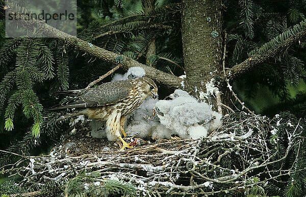 Merlin (Falco columbarius) Erwachsener  der Jungtiere im Nest füttert