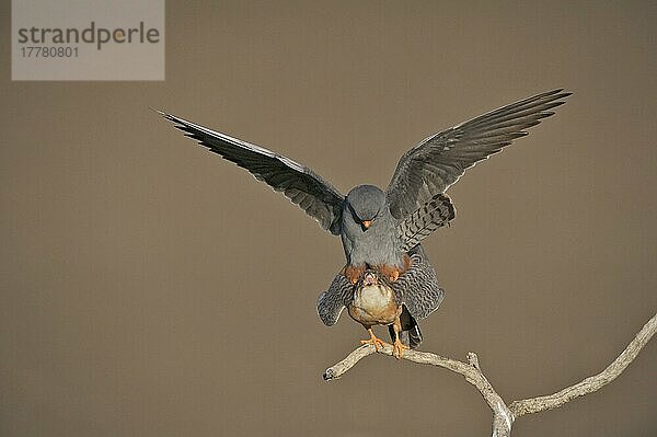 Rotfussfalke (Falco vespertinus) erwachsenes Paar  Paarung  Hortobagy N. P. Ungarn  April