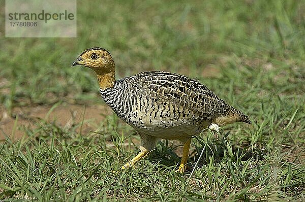 Coqui Francolin (Francolinus coqui) erwachsener Mann  Masaii Mara. Kenia