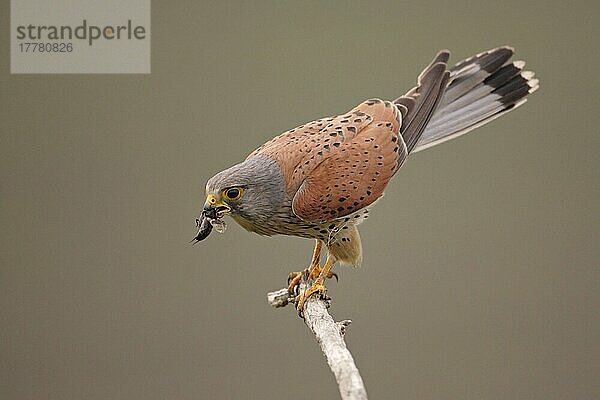 Turmfalke (Falco tinnunculus)  erwachsenes Männchen  Insektenfresser  auf Ackerland  Ungarn  Frühsommer  Europa