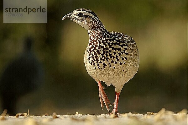 Schopffrankolin (Francolinus sephaena) Erwachsener beim Gehen  Botswana  Afrika