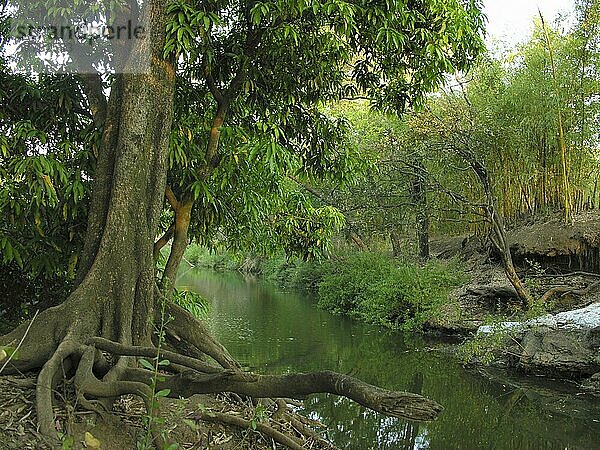 Urwaldbaum am Flussufer in Malawi