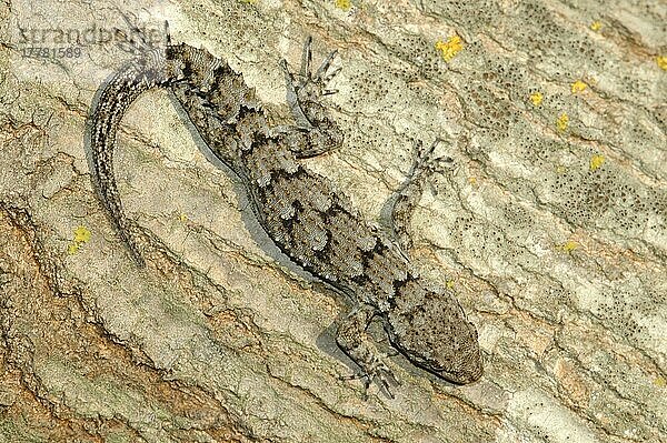 Ägäischer Nacktfingergecko  Griechenland  Europa