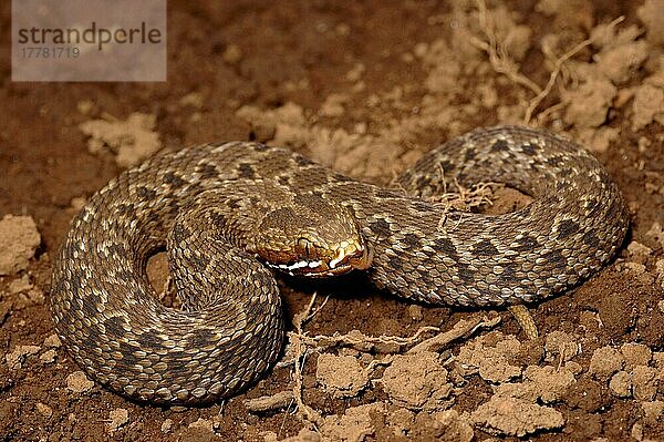 Kenia Gebirgsviper