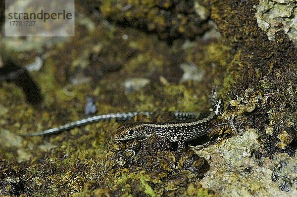 Gezeitenskink  Korallenskink