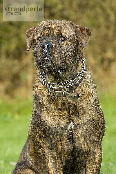 Mischlingshund (American Bulldog-Rottweiler-Mischling)  Stachelhalsband