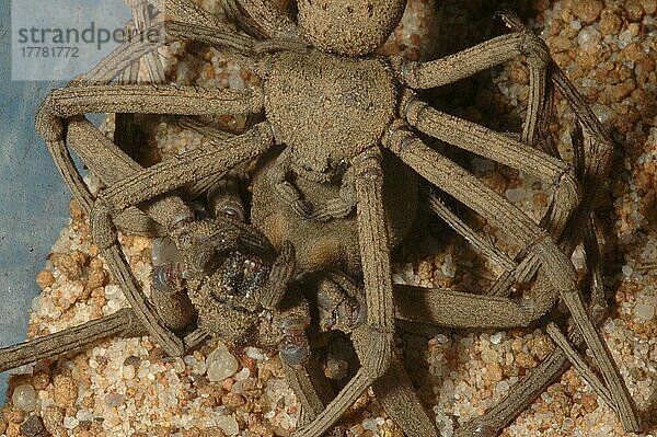 Paarung von Sicarius-Spinnen