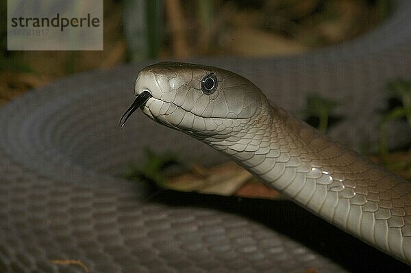 Schwarze Mamba