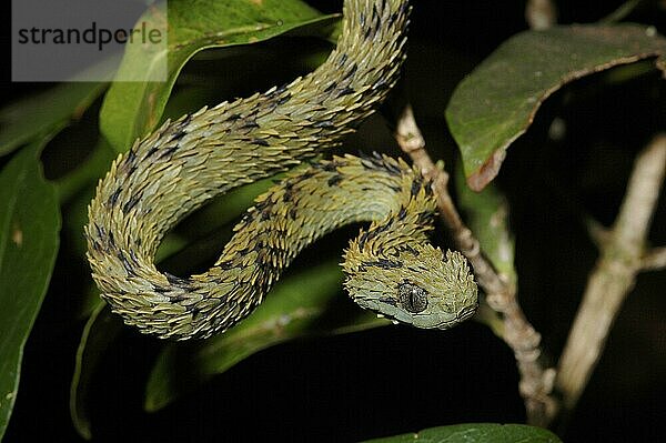 Rauschuppige Buschviper